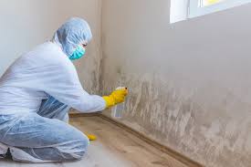 Best Mold Damage Restoration in Girard, OH