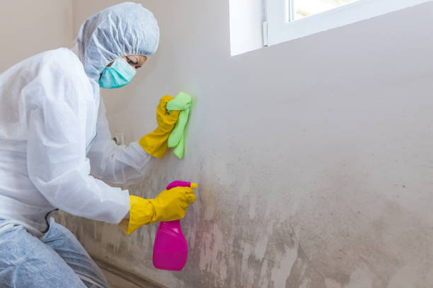 Best Mold Documentation for Insurance Claims in Girard, OH