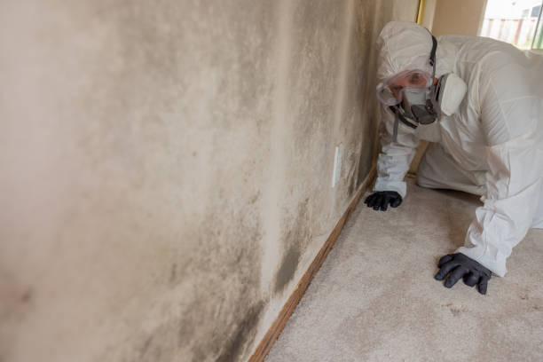 Professional Mold Removal in Girard, OH